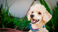 Törpe poodle (fotó): hűséges háziállat